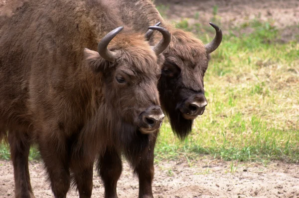 stock image Wisent