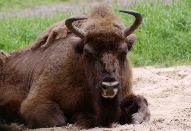 Wisent