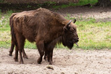 Wisent