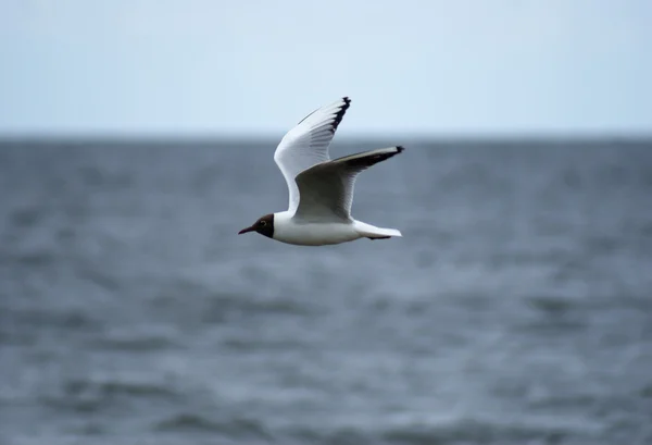 在飞的海鸟 — 图库照片