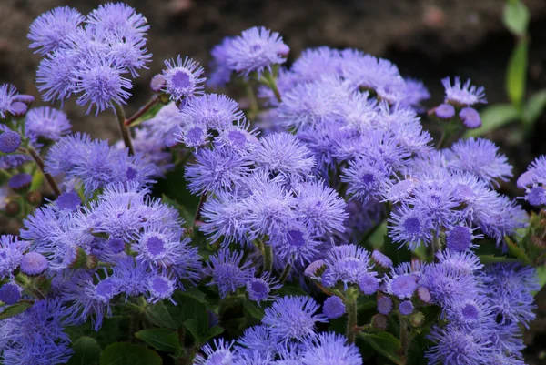 Çiçek Bahçe, polska, wielkopolska — Stockfoto