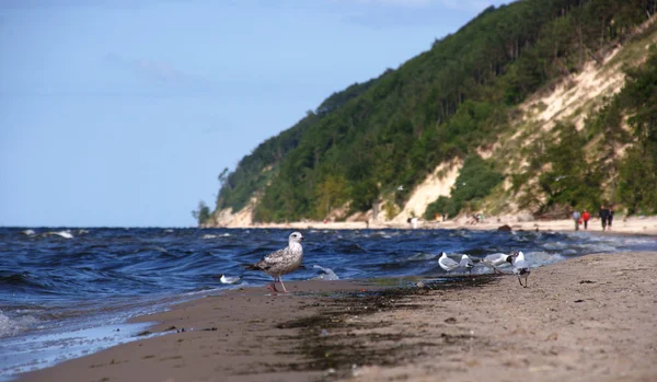 Aves en la playa — Foto de Stock