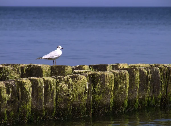 Bird on the breakwater — Stock Photo, Image