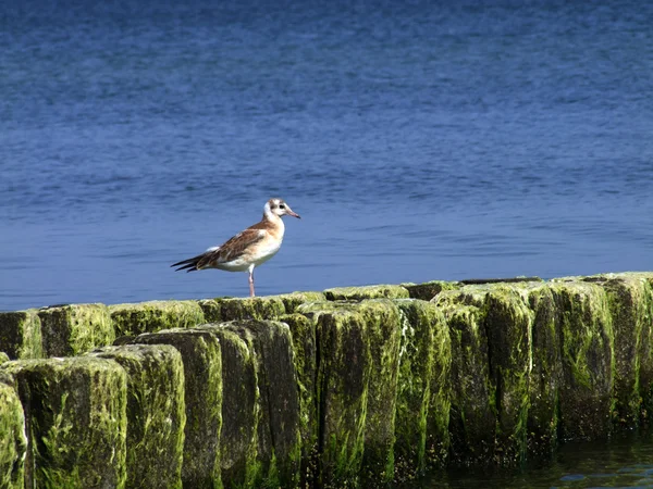 在防波堤上的鸟 — 图库照片