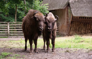 Wisent