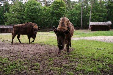 Wisent