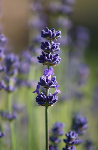 Lavender,Polska,Wielkopolska — Stock Photo, Image