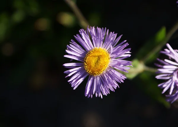 Aster amellus — Stock Photo, Image