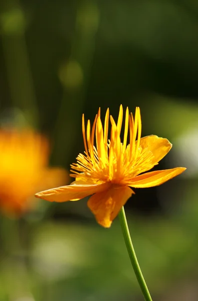 Flori în grădină — Fotografie, imagine de stoc