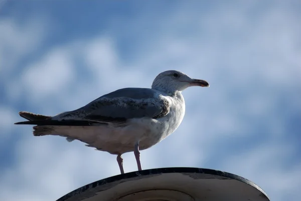 Seagull — Stock Photo, Image