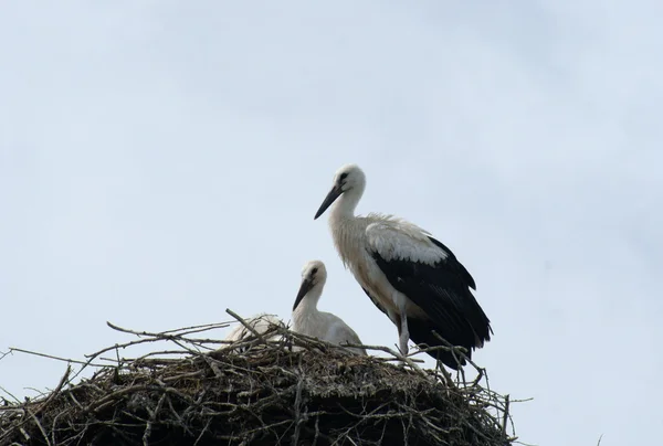 stock image Stork