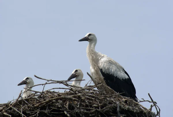 stock image Stork