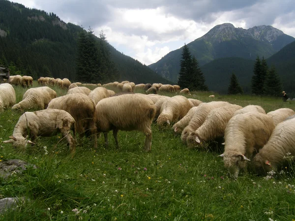 Sheeps in mountains — Stock Photo, Image