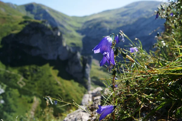 stock image Flower