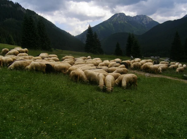 Овцы в горах — стоковое фото