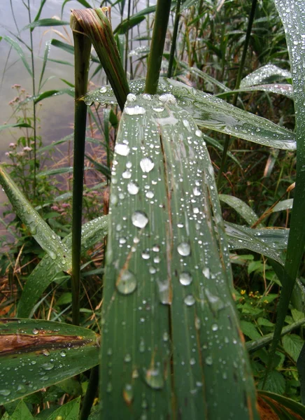 Пятна дождя — стоковое фото