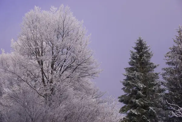 云杉和雪 — 图库照片