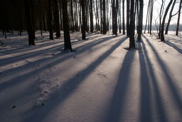 Schatten wirft der Wald — Stockfoto
