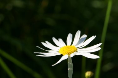 Aster amellus