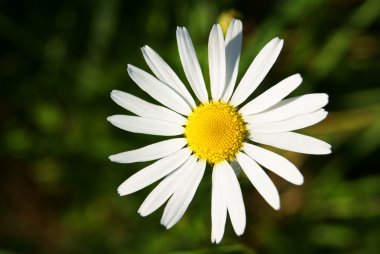 Aster amellus