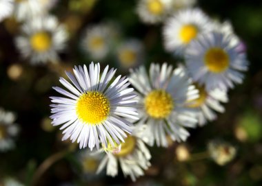 Aster amellus