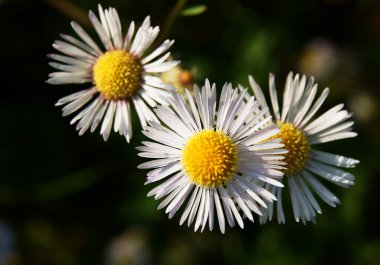 Aster amellus