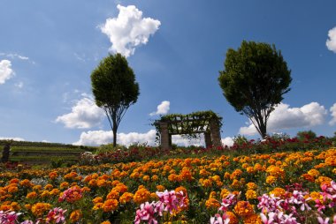 Flowered field in Bad Dürkheim, Palatinate, Germany clipart