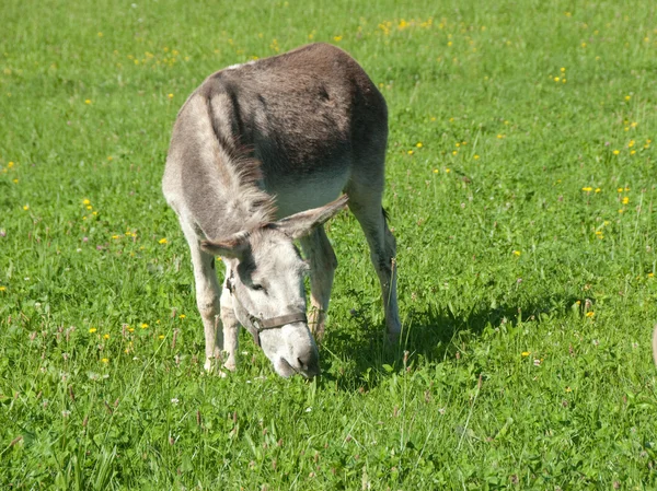 Un solo asino in erba sul campo in primavera — Foto Stock