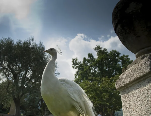 White Peacock — Stock Photo, Image