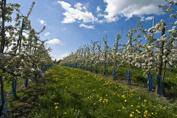 Çiçekli elma ağaçlarının — Stok fotoğraf