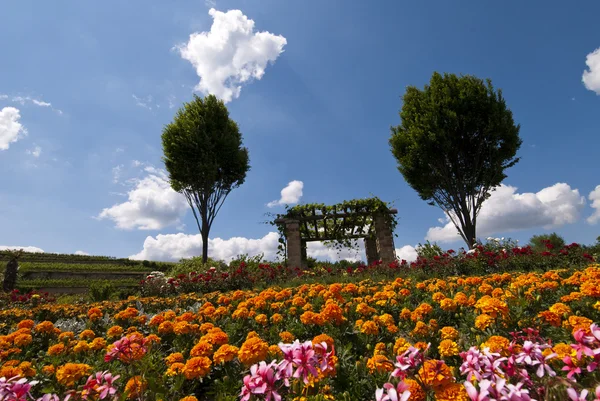 Campo con flores en Bad Dürkheim, Palatinado, Alemania Fotos De Stock