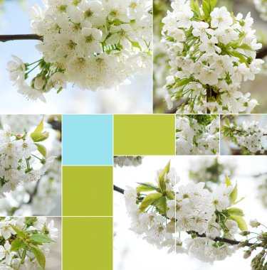 Collage of beautiful white spring flower clipart