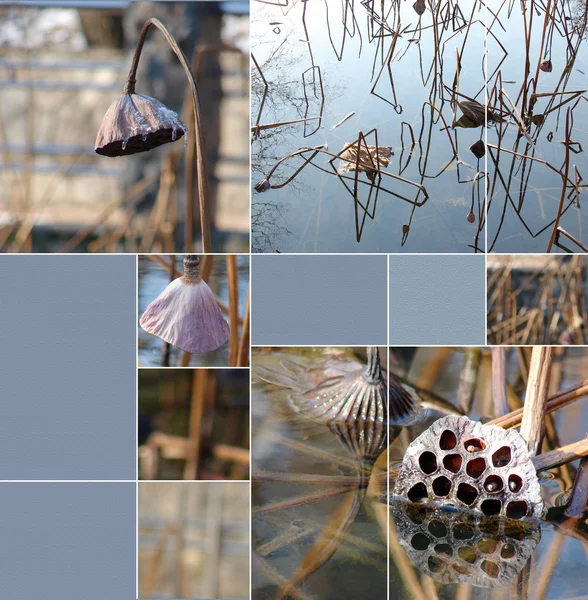 Hermoso collage con raíz de loto — Foto de Stock