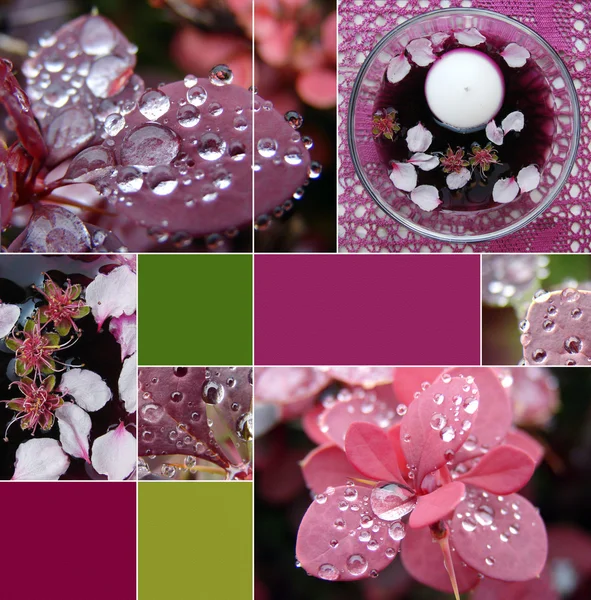 Collage van prachtige Lentebloemen — Stockfoto