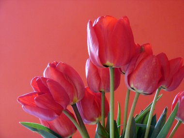 güzel kırmızı lale