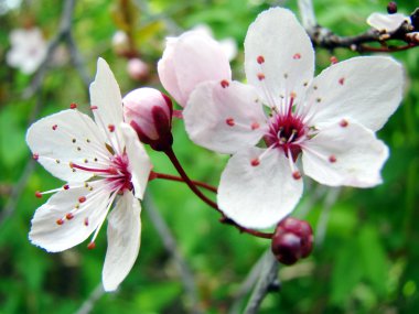 Beautiful white spring flower clipart