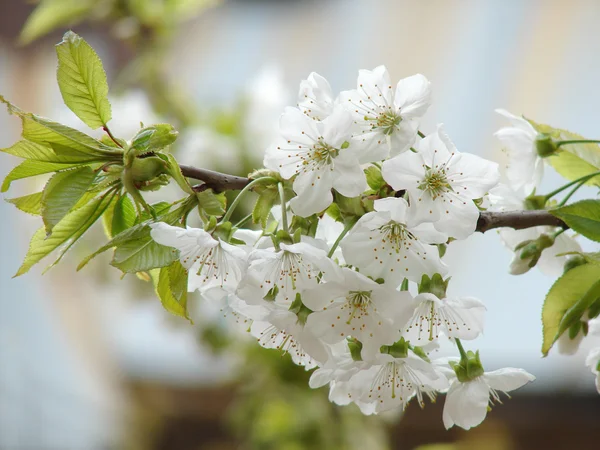 Mooie witte voorjaar bloem — Stockfoto