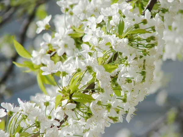 Güzel Beyaz Bahar Çiçekleri — Stok fotoğraf