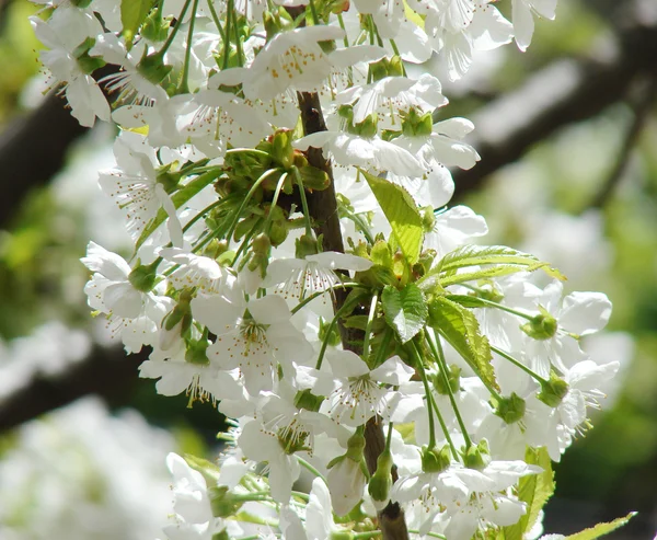 Schöne Weiße Frühlingsblumen — Stockfoto