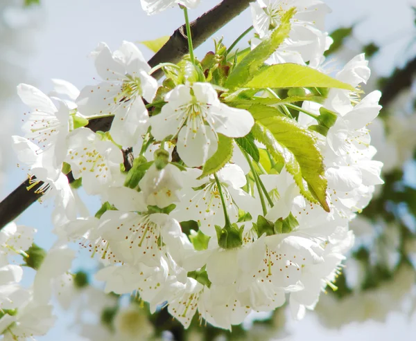 Güzel beyaz bahar çiçek — Stok fotoğraf