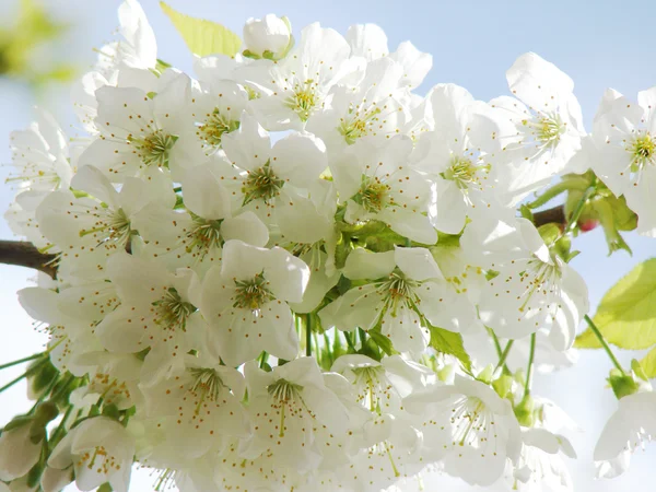 美しい白い春の花 — ストック写真