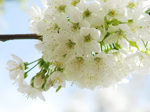 Vackra vita vårblomma — Stockfoto