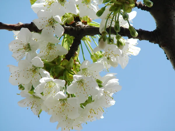 Bela flor de primavera branca — Fotografia de Stock