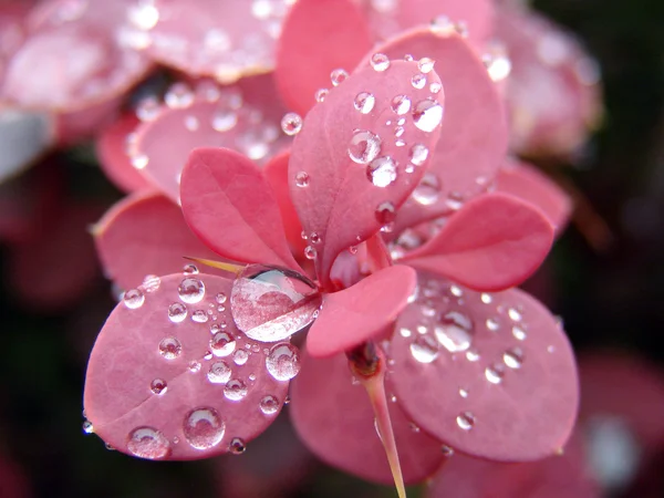Krásná rostlina kapkami vody — Stock fotografie