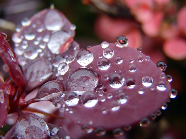 Krásná rostlina kapkami vody — Stock fotografie