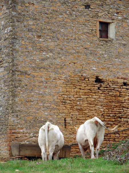 Antiguo edificio con vacas — Foto de Stock