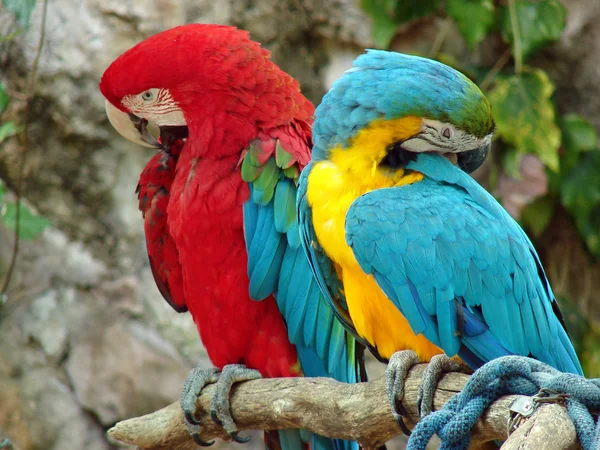 Папуги — стокове фото