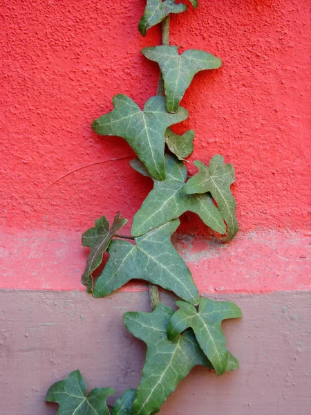 stock image Beautiful green leaves on red wall