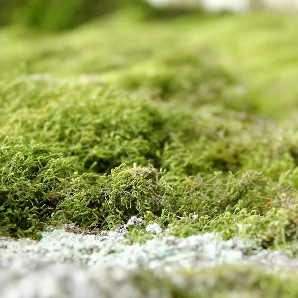 Close up of green moss — Stock Photo, Image