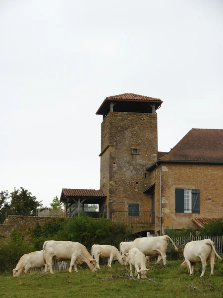 Old building with cows